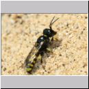 Crossocerus quadrimaculatus - Grabwespe w10 8mm - Sandgrube Niedringhaussee.jpg